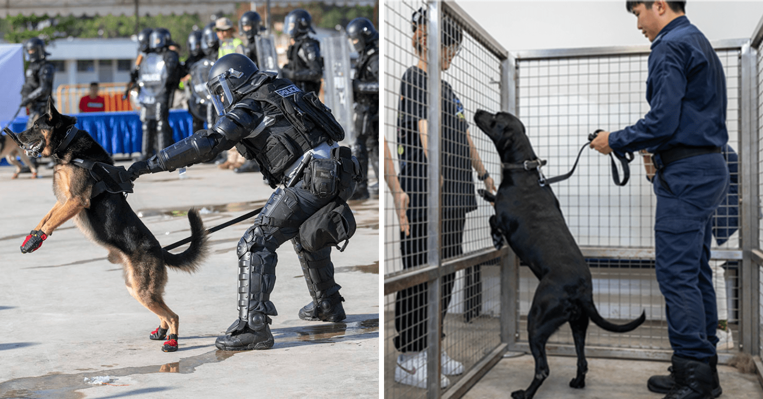 K-9 dogs in action