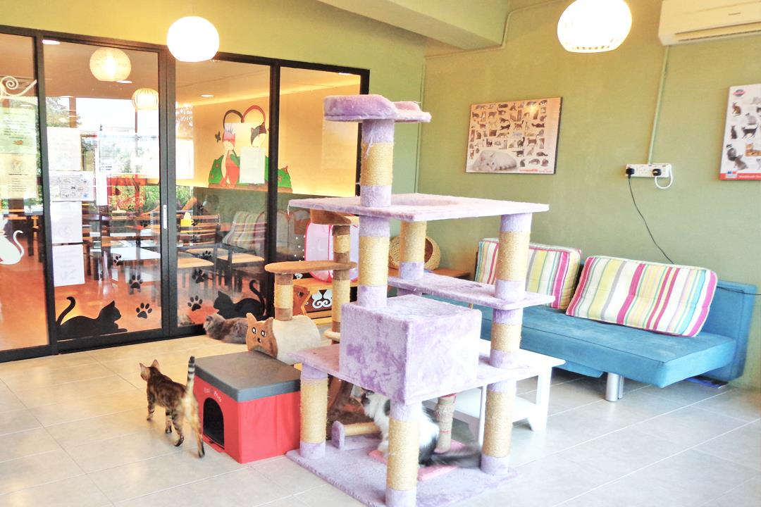 Kuching - cat cafe