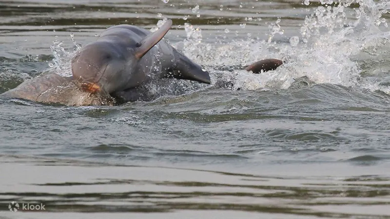 Kuching - riverbank animals