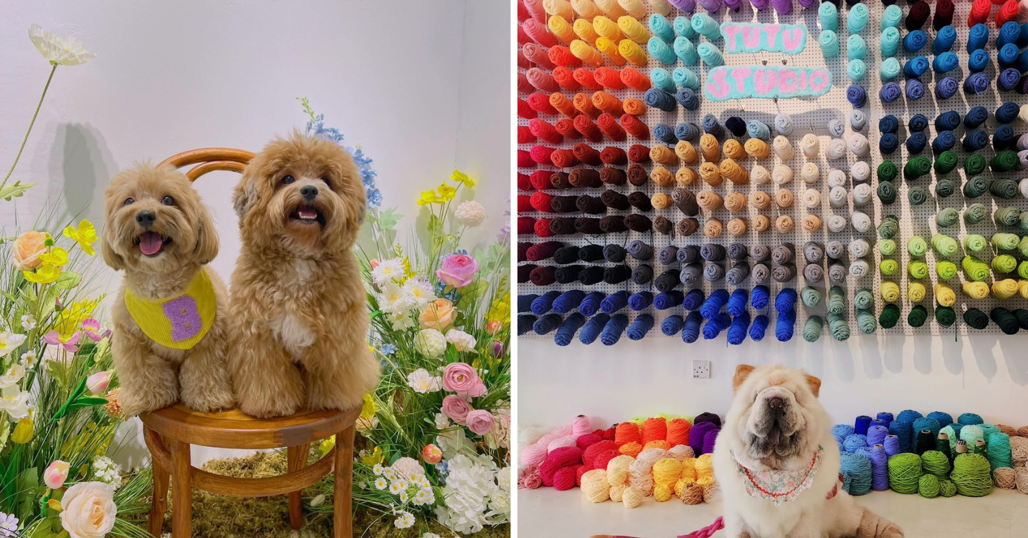 Oh My Ice & TuTu Studio In JB - Pet-friendly policy