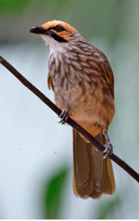 Straw-headed bulbul in Chestnut Nature Park