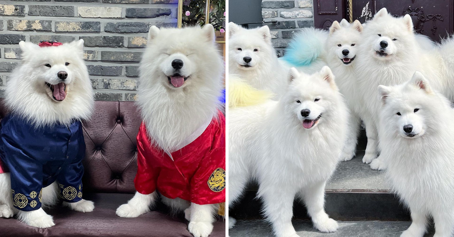 samoyeds with coloured tails and dressed up