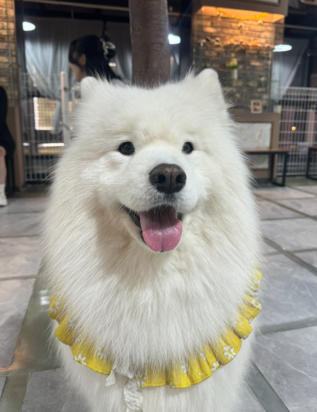 smiling cute samoyed dog