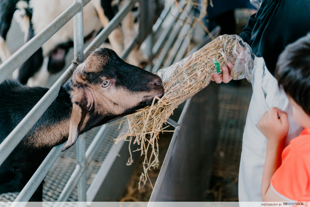 free parking singapore - hay dairies goat farm