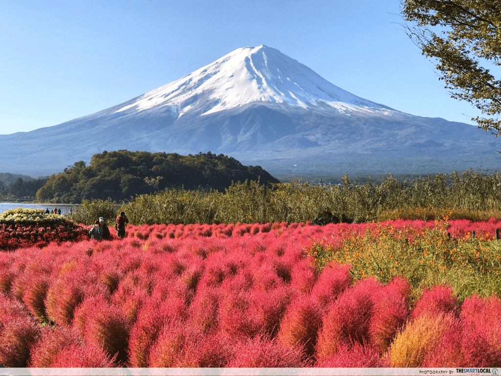 japan itinerary - Oishi Park