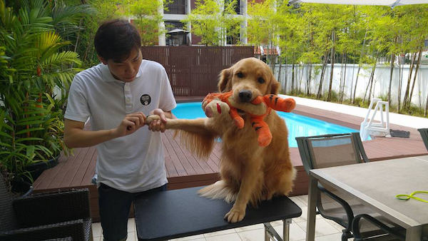 pet groomers in Singapore - awesome paw some