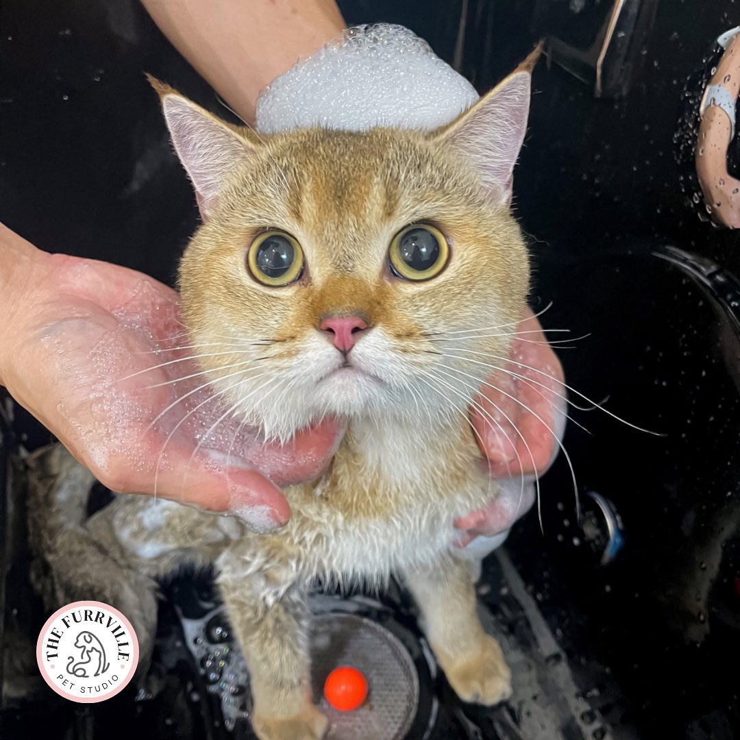 pet groomers in Singapore - The Furrville Saloon cats