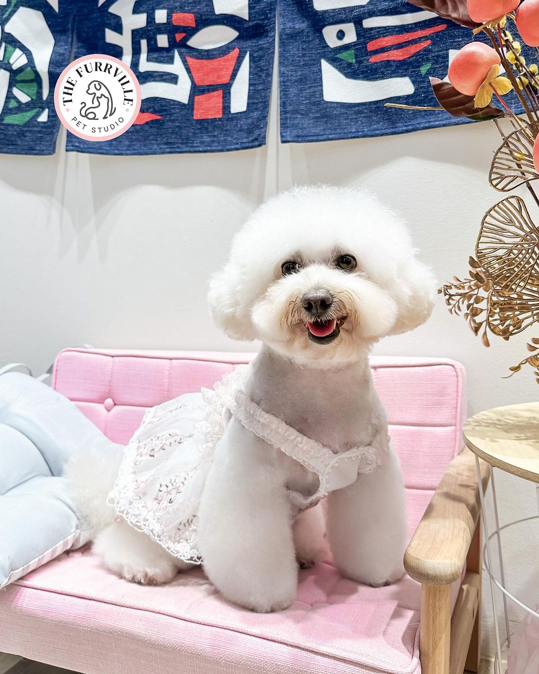 pet groomers in Singapore - The Furrville Saloon dogs