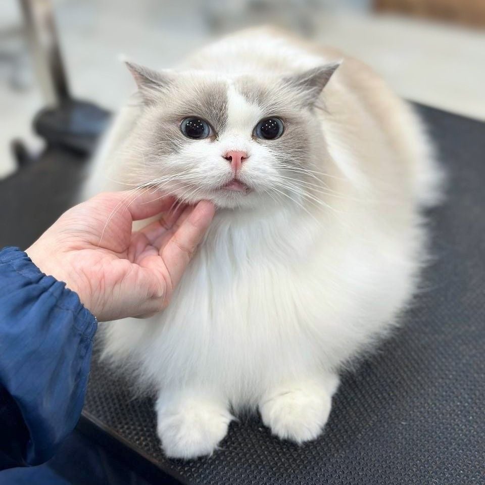 pet groomers in Singapore - Nekomori