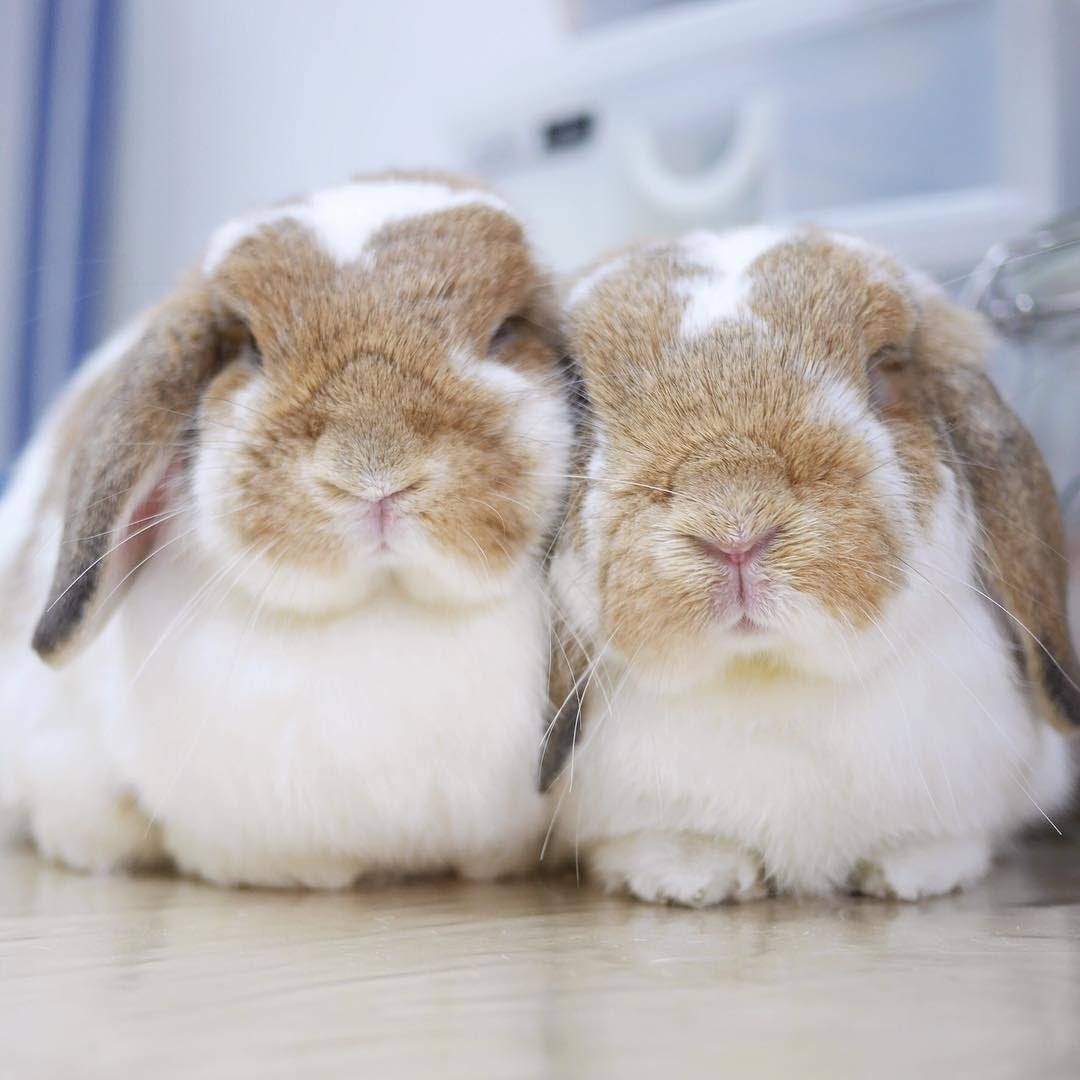 pet groomers in Singapore - Scruffiez rabbits