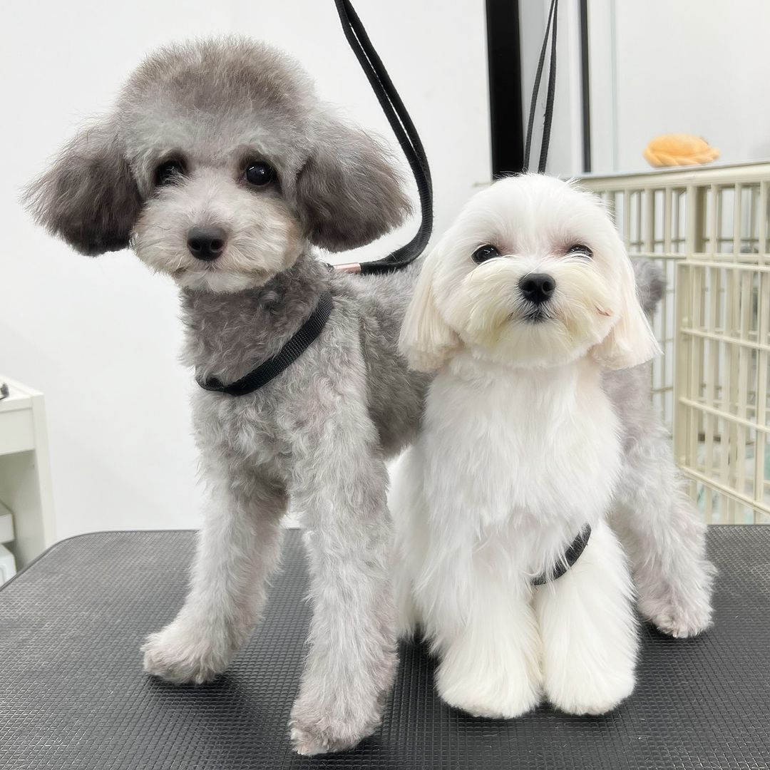 pet groomers in Singapore - Art of Pets