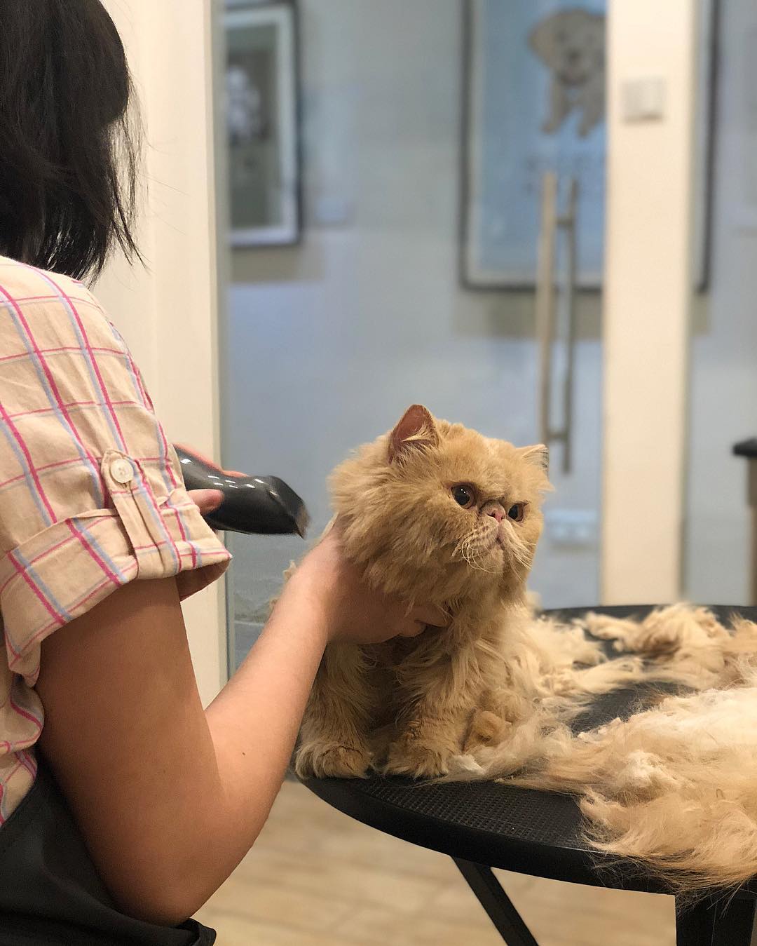 pet groomers in Singapore - Bubbly Petz cats