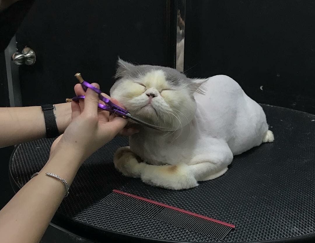 pet groomers in Singapore - My Pet Image cats