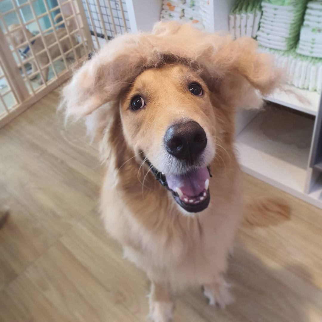 pet groomers in Singapore - Ohana Singapaws dog