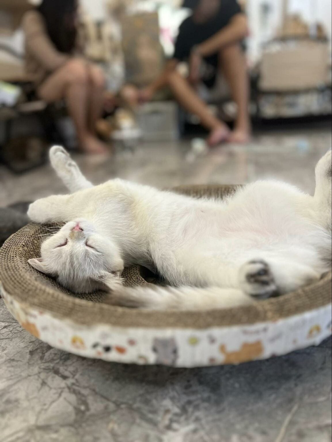 A.K Zai Meow Cafe Cat Cafe With Lok Lok Buffet In Chinatown