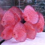 Aquarium Shops In Singapore For Fish-Lovers (Updated 2024)
