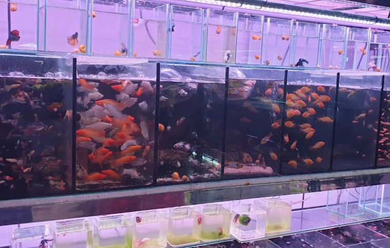 Aquarium shops - fish