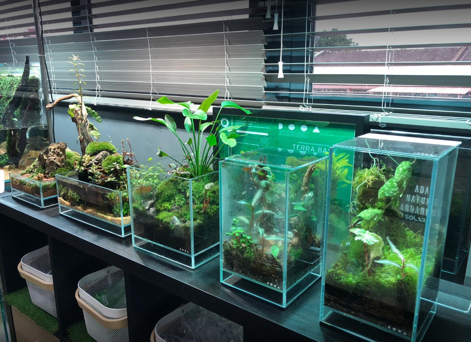 Aquarium shops - tanks