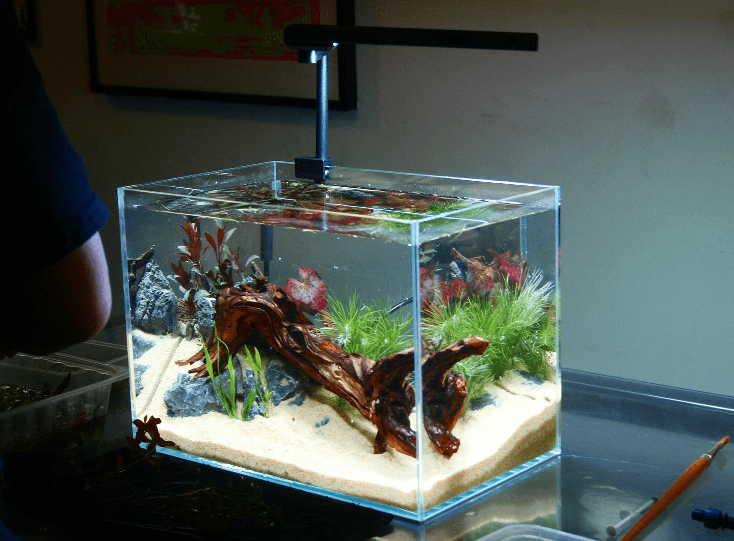 Aquarium shops - tank