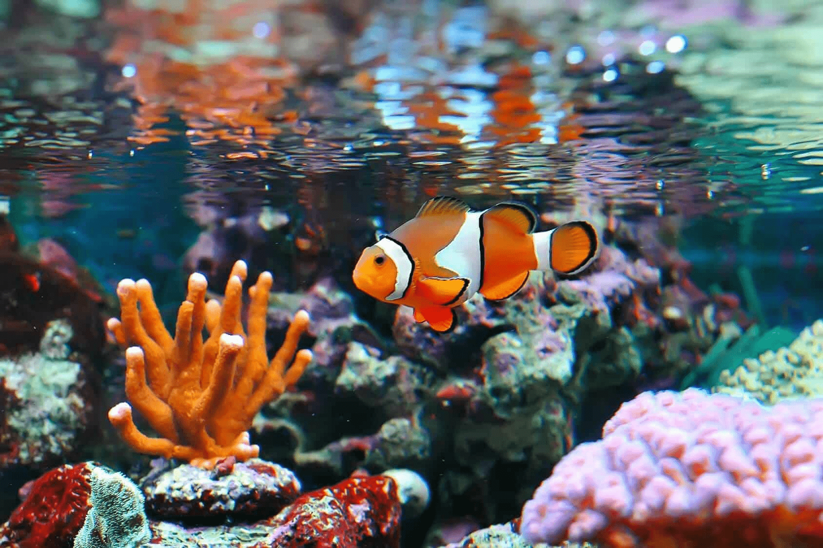 Aquarium shops - nemo