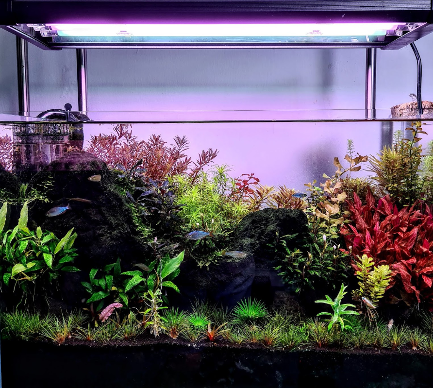 Aquarium shops - rainbow green