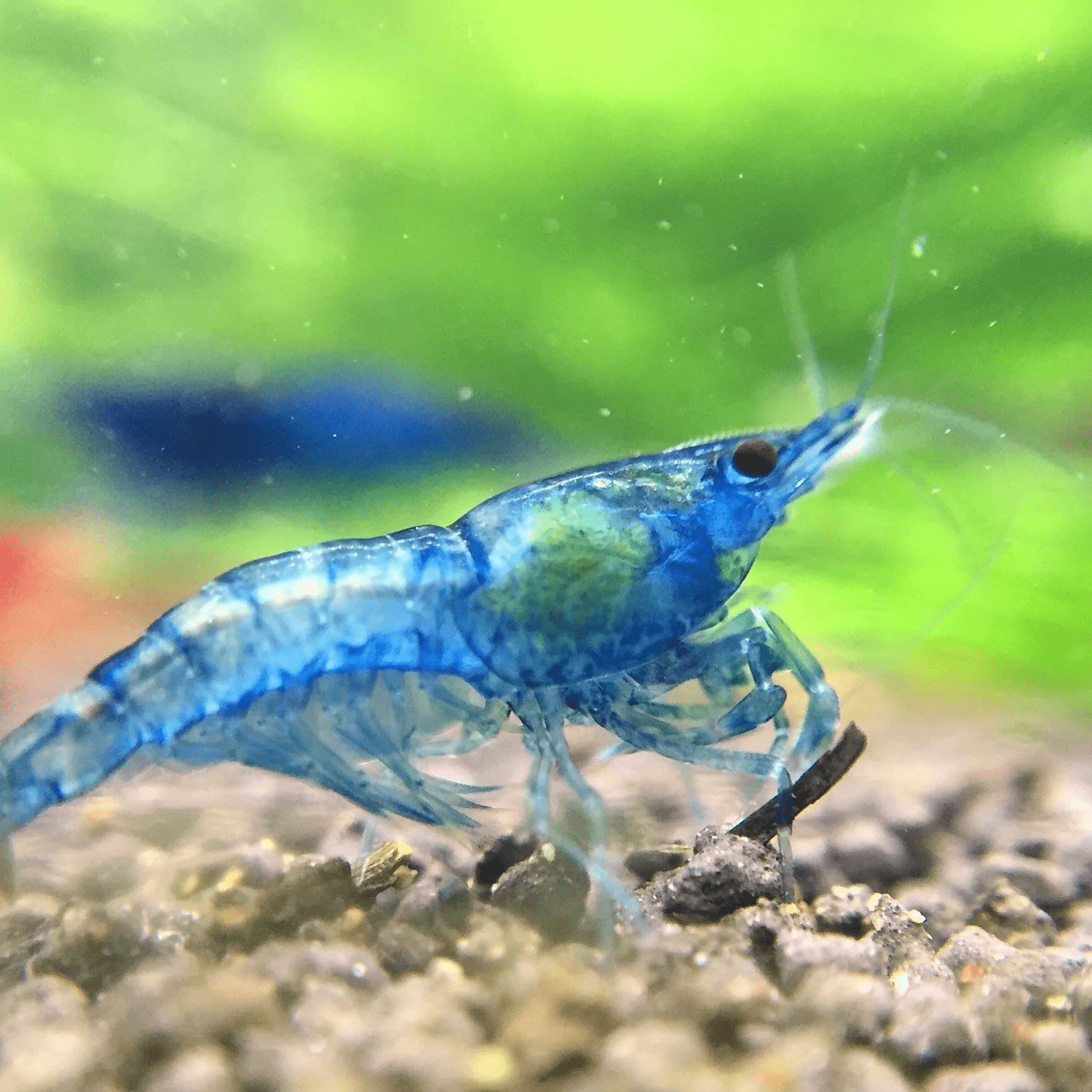 Aquarium shops - shrimp