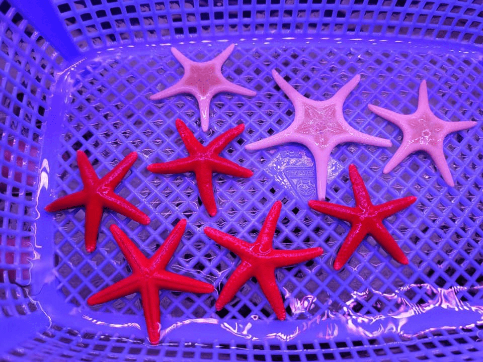 Aquarium shops - starfish