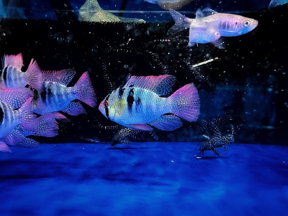 Aquarium shops - fish