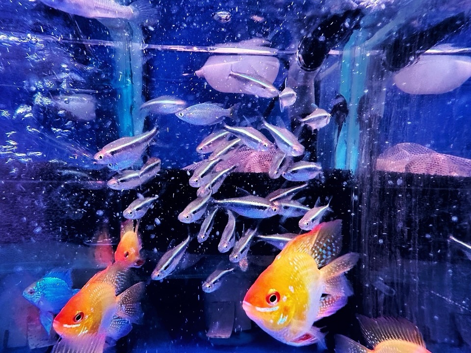 Aquarium shops - toh