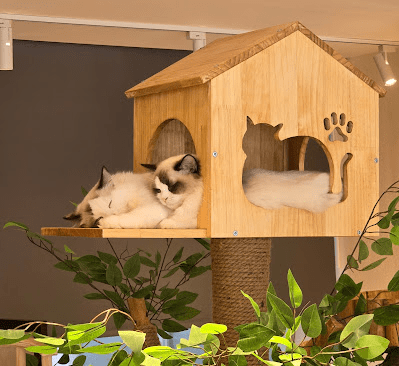 Cats resting in cat tree at CATEA