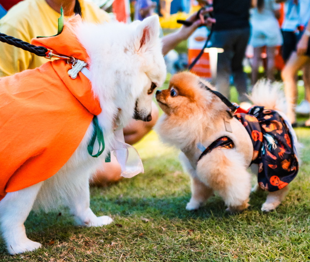 Funan Halloween - pets