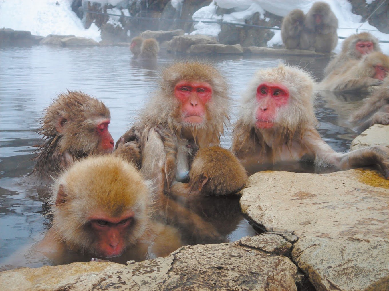 Monkeys in onsen