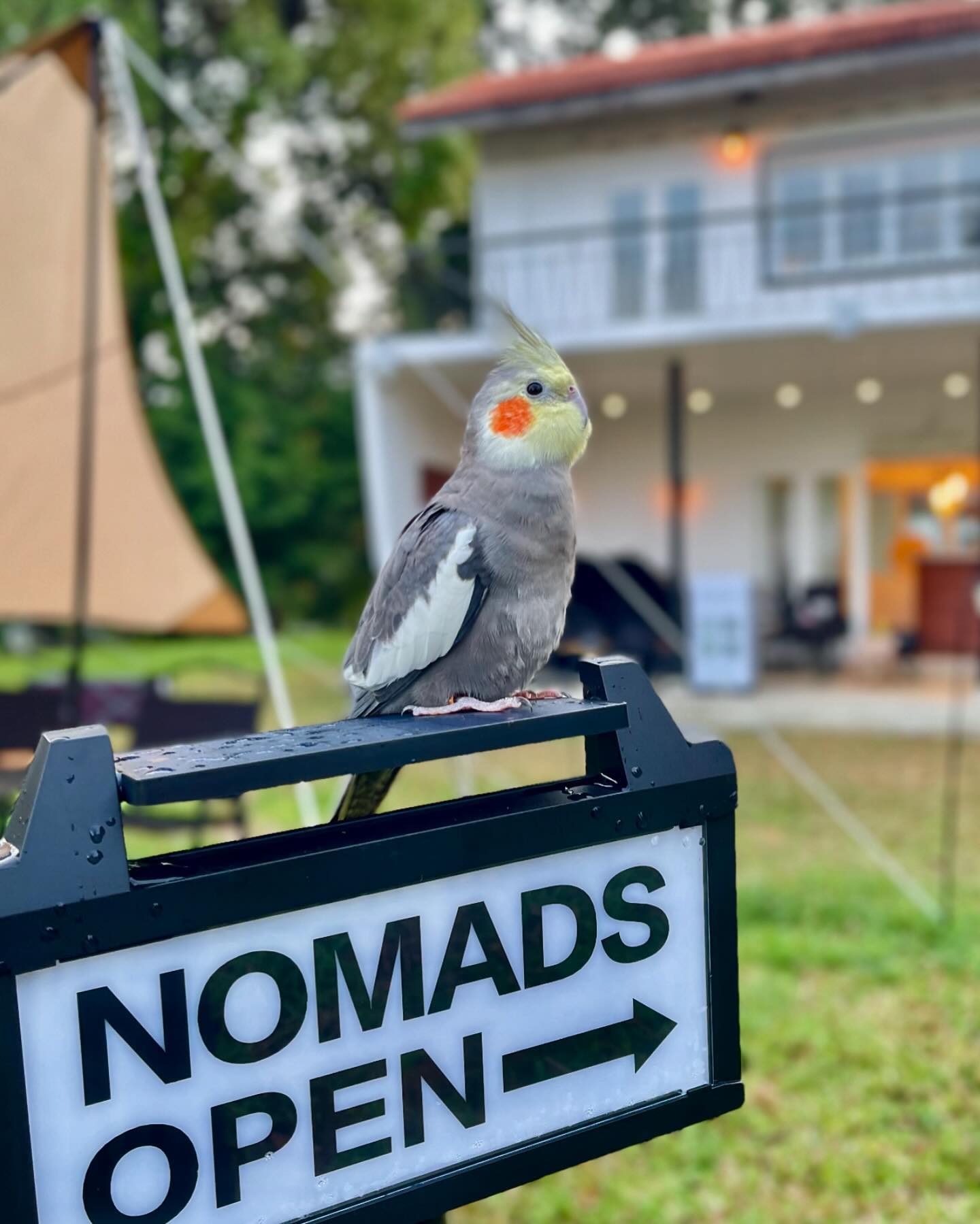 NOMADS cafe - bird