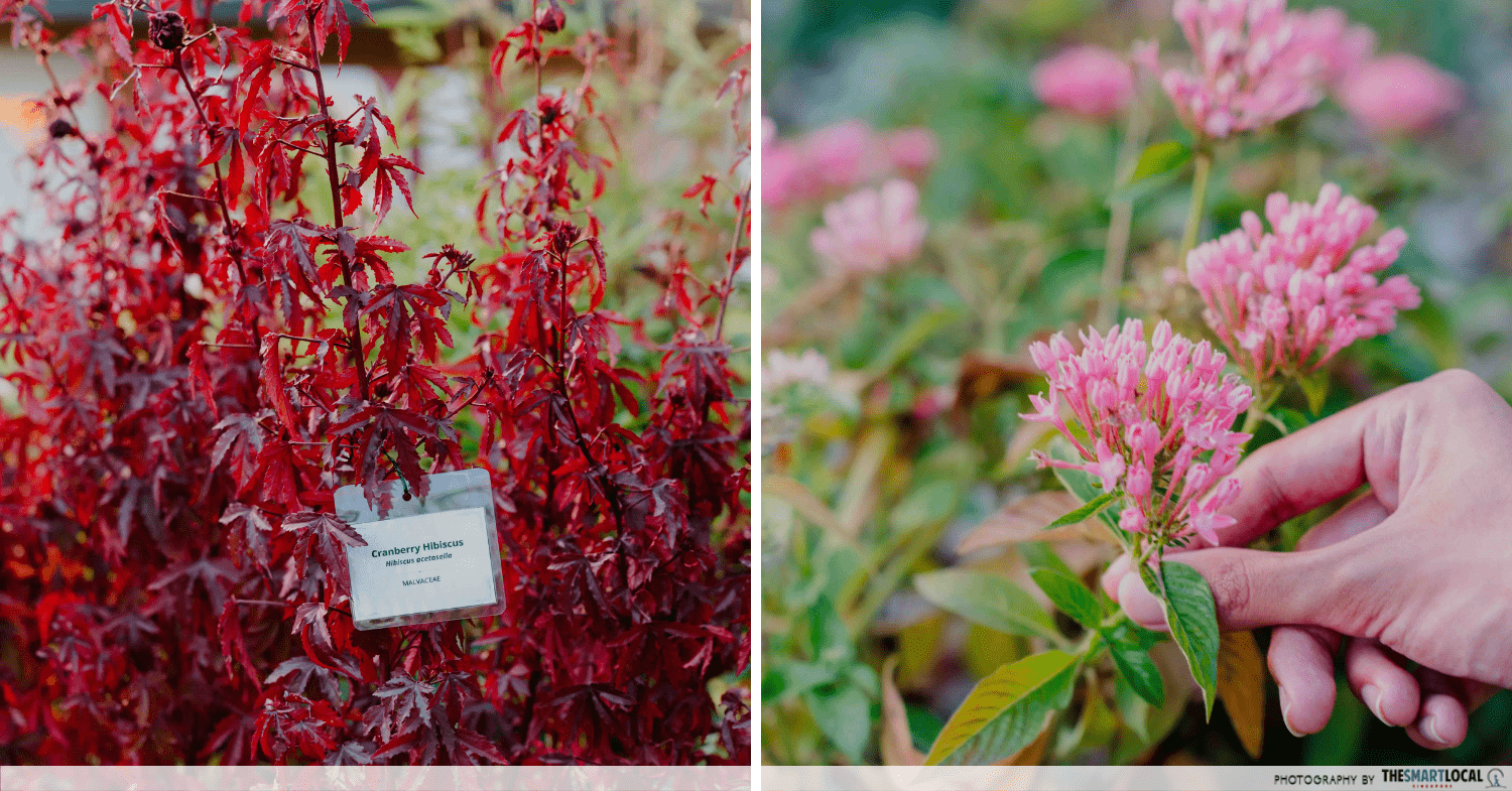 Plants at Edible Garden