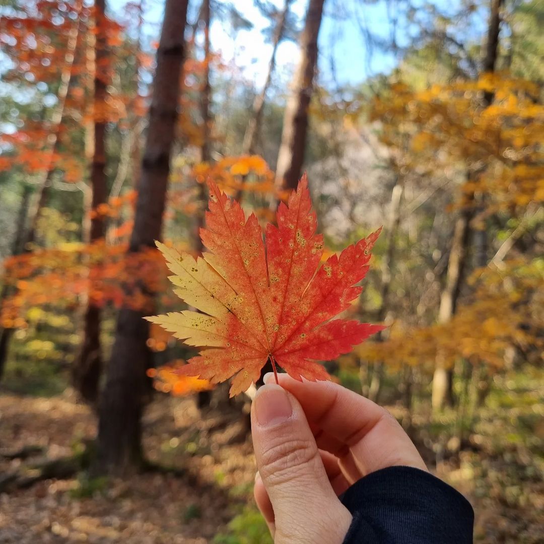 Seoraksan National Park - fall