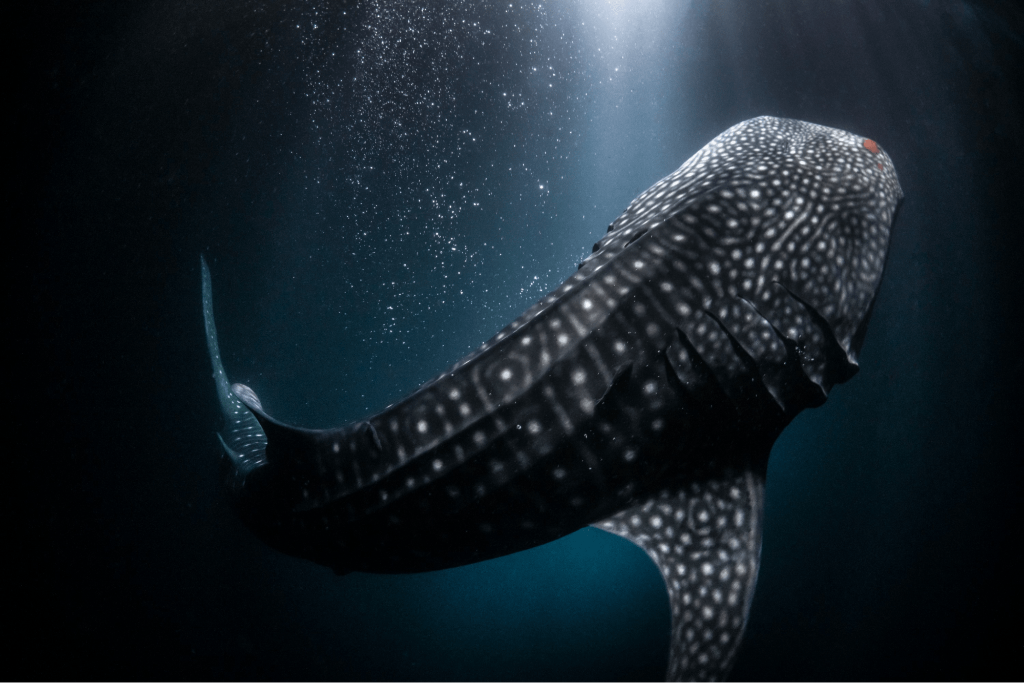 Snorkeling with whale sharks