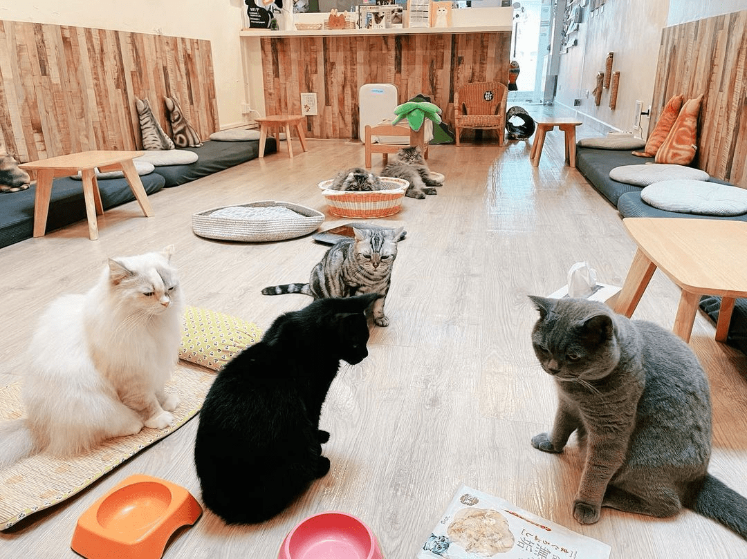 meomi cat cafe