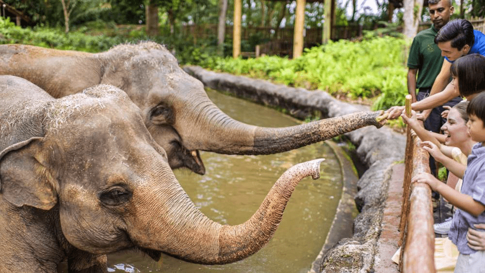 glamping in the wild 2024 elephant tour