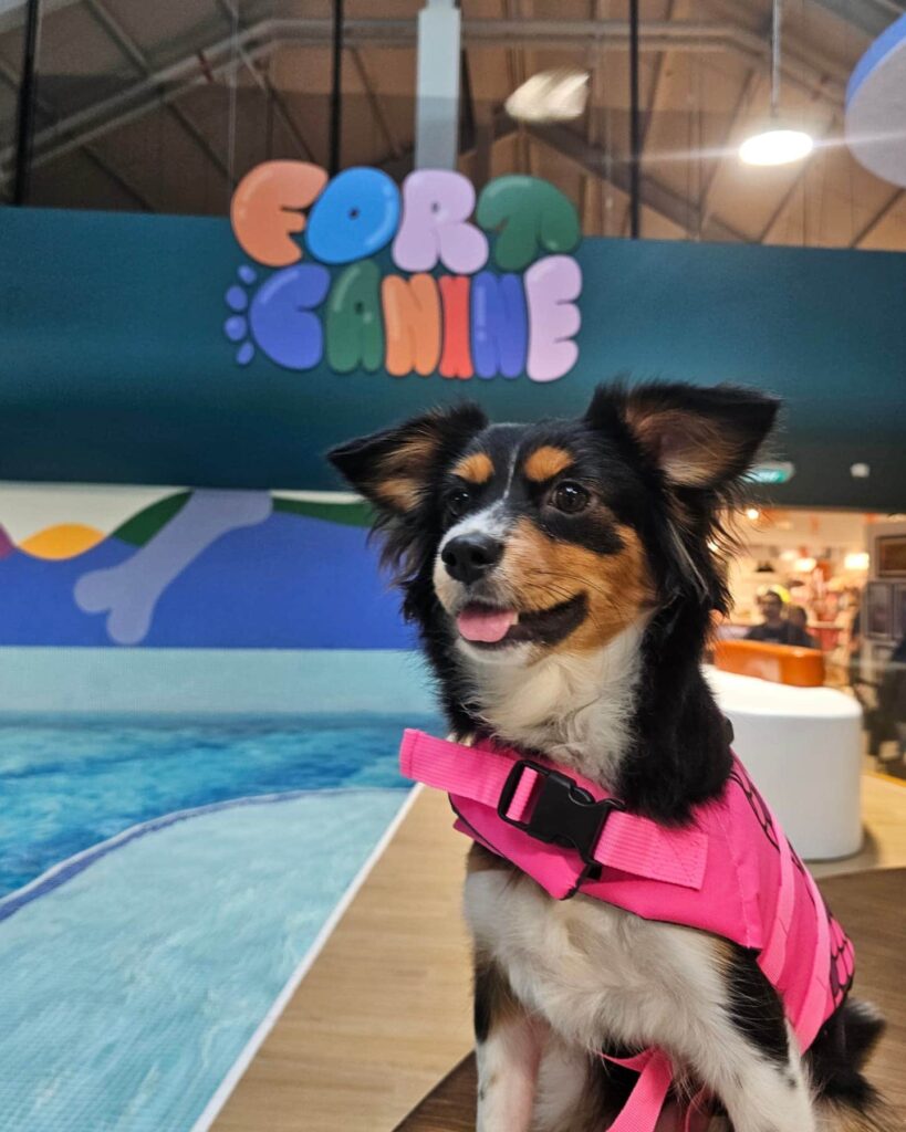 Fort Canine Swimming Club - Dog life jacket