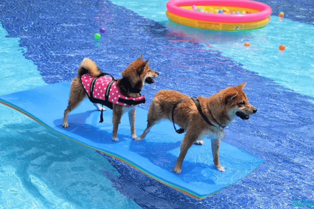 Fort Canine Swimming Club - Dog float