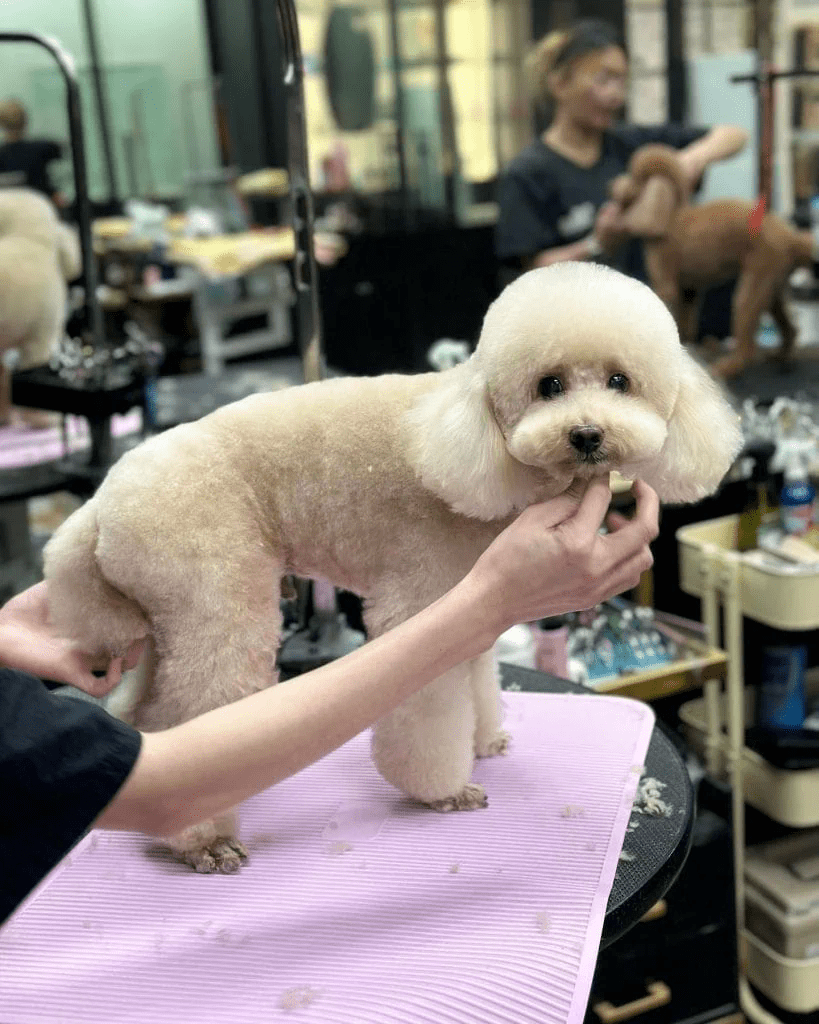 Fort Canine Swimming Club - The Pets Workshop