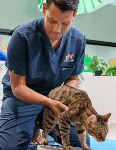 Fort Canine Swimming Club - The Pet Physio