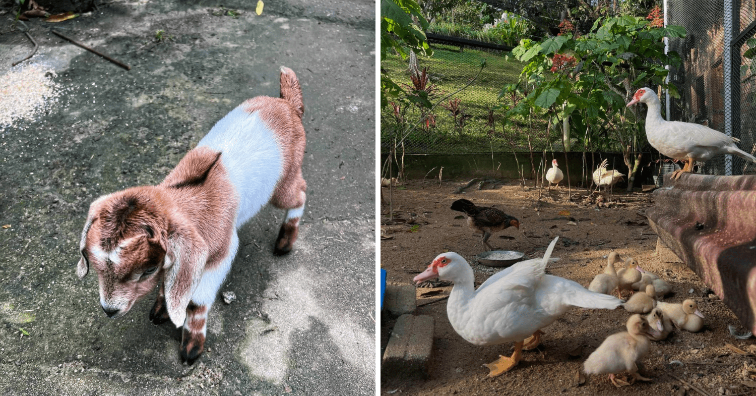 misty mountain farmstay farm animals