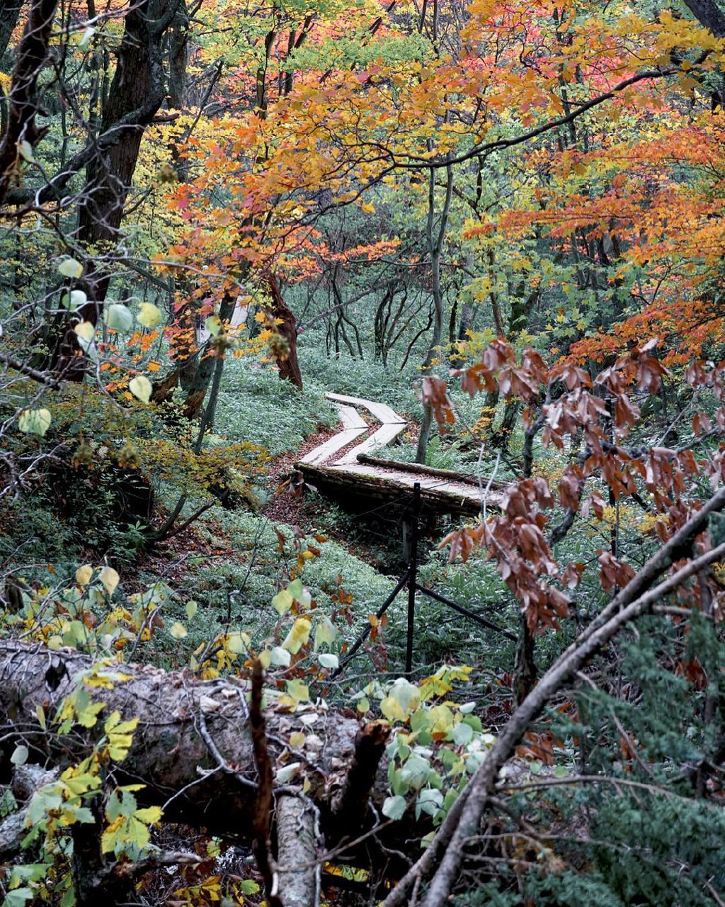 things to do nikko city - Senjogahara Marshland hiking trail