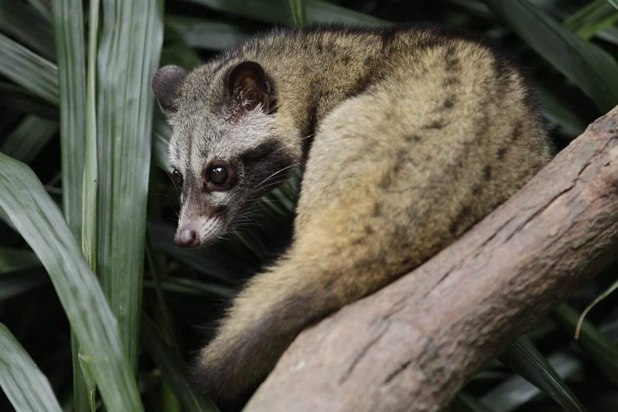 Common Palm Civet