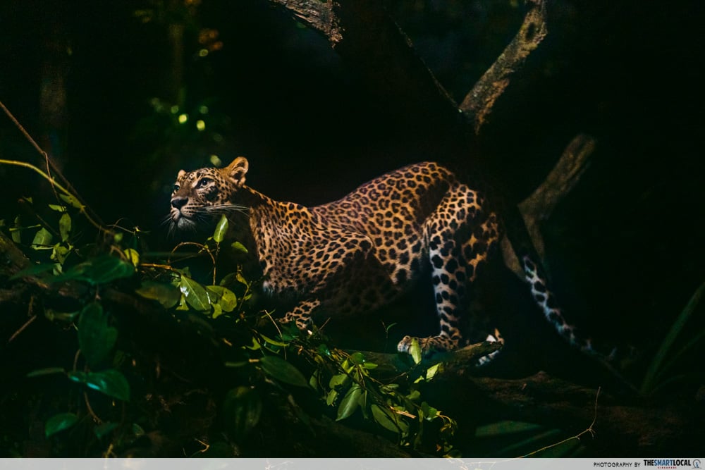 Ishani the Sri Lankan Leopard