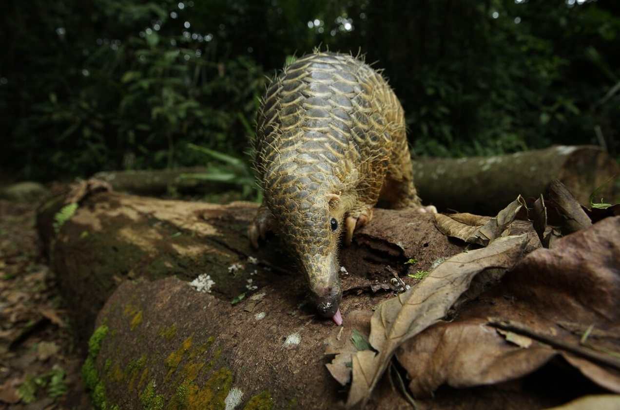 Pangolin