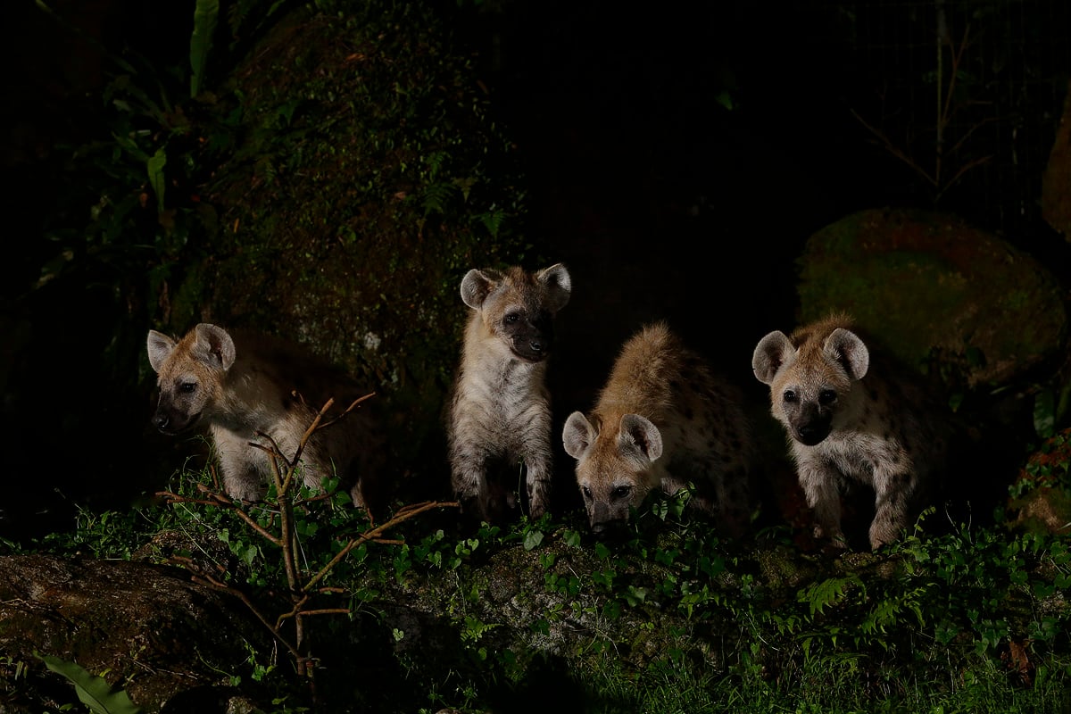 Spotted Hyaena