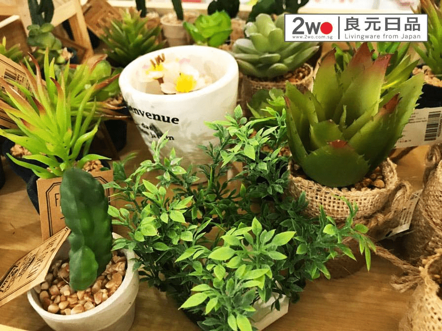 Value Dollar Stores Singapore - 2WO plants