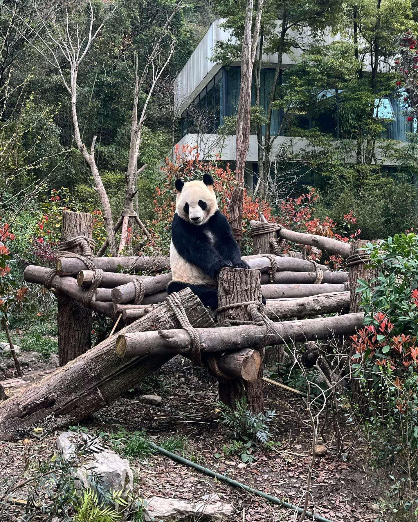 china cities chengdu pandas